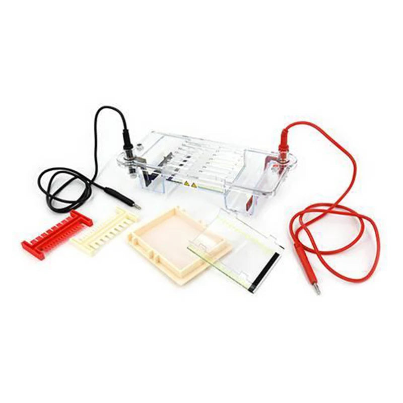 Horizontal Electrophoresis Instrument Is Suitable for Separating, Preparing DNA, and Determining Molecular Weight