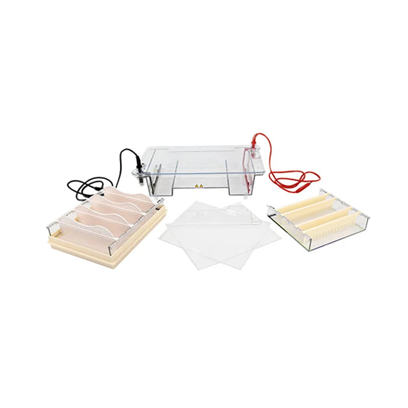 Horizontal Electrophoresis Instrument Is Suitable for Separating, Preparing DNA, and Determining Molecular Weight